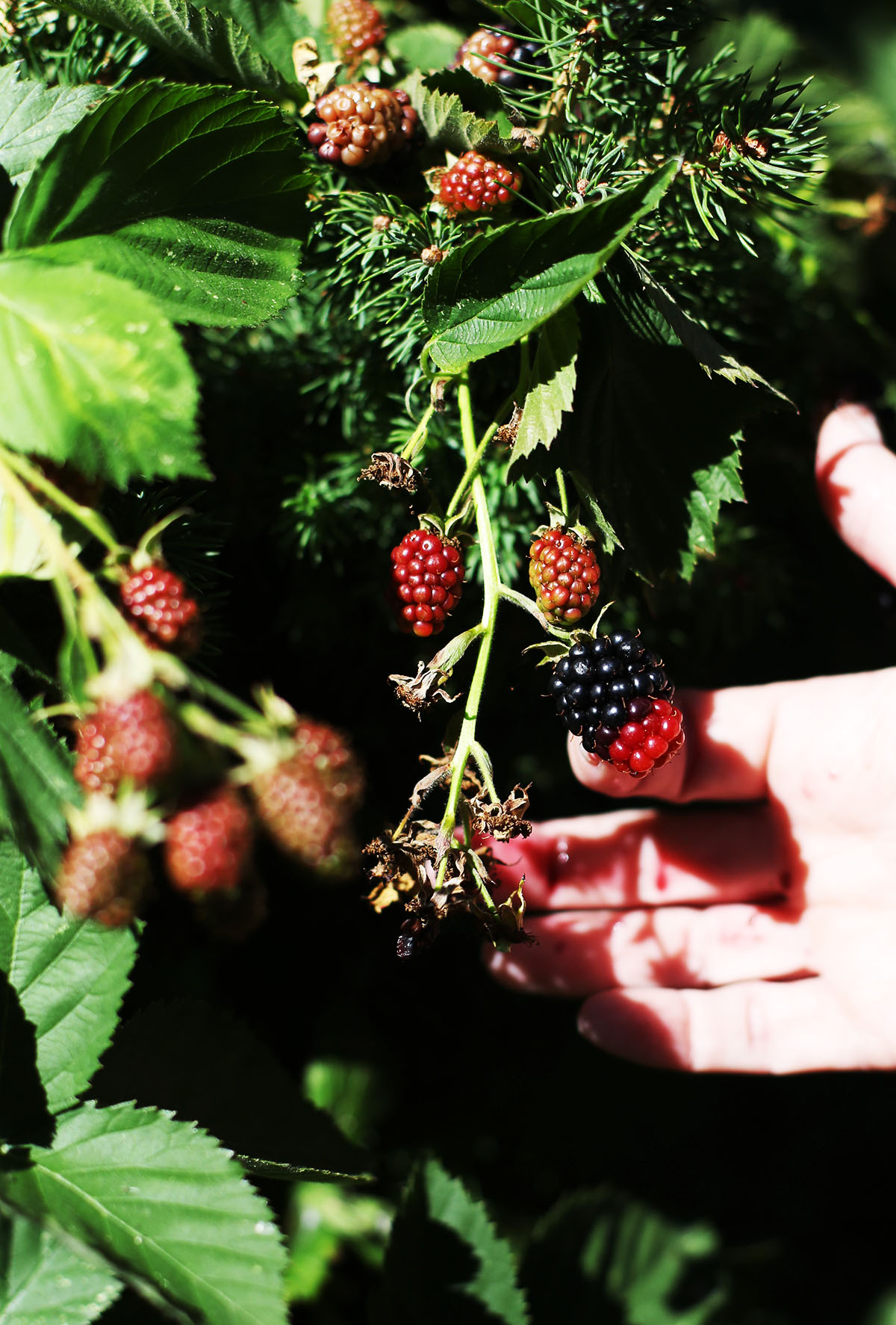 The Making of Marionberry Jam - Olive and Artisan